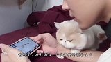 猫咪看到主人抱别的宠物，赶紧钻进主人怀里：主人，我也要抱抱！