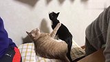橘猫和母猫掐起了架，中途发现铲屎官后态度转变，真是一只心机橘
