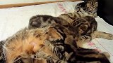 睡在一团的小奶猫们，围在猫妈妈的身边，很幸福吧！
