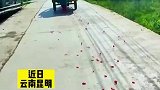 男子看到花瓣从车里落下，不断按喇叭呼喊