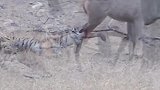 老虎咬住后腿就不松口