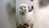 羊驼实力演绎啥叫靠脸吃饭 这模样真叫人心醉