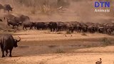 动物界生存之战，水牛攻击狮子