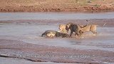 狮子过河遭到鳄鱼袭击，鳄鱼一口咬在狮子身上，结果狮子悲剧了