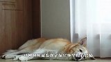 狗子刚睡醒，结果看到铲屎官怀里抱着猫咪，下一秒忍住别笑