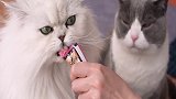这橘猫怕不是个傻子？！喵星人永不为奴，除非... 这个视频有点长