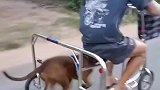 狗子驾车带男子外出，累的不断喘气