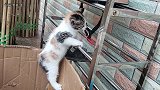 这些天生的捕猎者，幼崽时期居然这么萌萌哒!