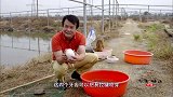 老广的味道：河豚的牙齿这么历害的吗
