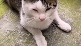 猫：烦不烦呀，睡个觉都会被吓着！