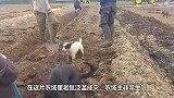 男子被田里老鼠咬伤，召唤村里狗子进行“大围剿”，太精彩了