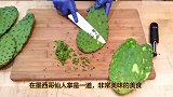 仙人掌内部究竟多少水分老外切开亲自品尝，怪不得是骆驼最爱！