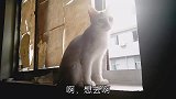 主人逗猫咪，结果猫咪生气了不理人，伙同尾巴一起表示抗议