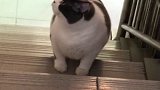 楼梯当跑步机，谁说胖子不灵活，是不是兔子啊肥猫