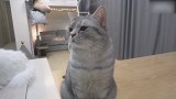 蹲在桌子上的猫咪，这仰着脸的样子，真可爱！