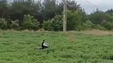 男子骑车地里走，上到路面差点起飞