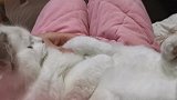 脚是猫咪的软肋，摸着猫咪脚，猫咪就能睡着，真神奇