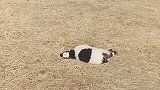 可爱的小羊羔睡着了