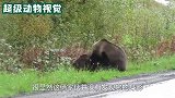 2只黑熊在路边不断嘶吼，不久后便打了起来，远处的狼看见不敢动