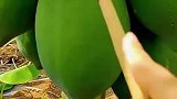木瓜中的黄金木瓜奶，这可是一斤500g的好东西啊