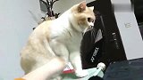 猫咪：别碰我爪爪，烦死了