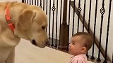 这一幕也太和谐了吧！宝宝要拉布拉多抱抱的样子，好可爱哦