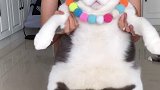 不会跳舞的肥猫，摇呀摇萌宠出道计划