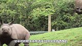 犀牛挑衅长颈鹿，不料被长颈鹿一脚踢中脑袋，镜头拍下全过程