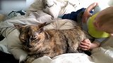 男孩和小猫趴在床上玩耍，其乐融融，真是好玩！