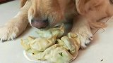 金毛天天吃饺子，真吃够了！