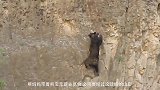 带宝宝徒手攀岩寻找食物，黑熊妈妈的这波操作真的是太大胆了