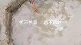 抄网在泥潭里一扒拉，全是鲜活的小鱼