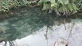 原始森林神农架探险拍的野沟，清澈见底鱼成群