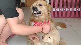 金毛爸爸拼命护着犯错的孩子，听说找小母狗，这货态度立马就变了