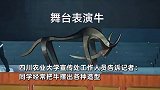 川农大学生白天上课晚上搬牛！校方称是传统：学生没事就去搬牛，外人也能来搬