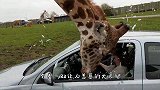 长颈鹿向人们发出求救，将其扑倒后一看，发现心酸一幕