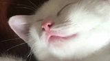 是什么让猫咪们坚固的友谊不堪一击