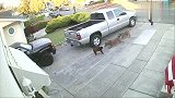 两只恶犬围攻一只猫，主人拉都拉不动。