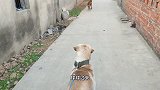 带狗狗到养鸡农家小院玩，拉拉和金毛突袭鸡群，场面失控鸡犬不宁