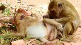 猴子世上只有妈妈好！