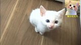 小猫咪的叫声听不厌啊，屡听不爽