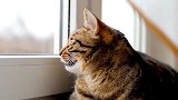 虎斑猫一脸不悦，蹲桌上生闷气，铲屎官：咱也不知道，咱也不敢问