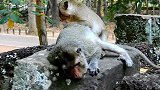 小猴子快乐的给猴妈妈按摩，猴妈妈一脸的享受