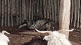 新疆阿克苏：雪豹袭击羊群，吃太饱“被困”索性躺羊圈睡大觉