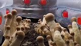 原来菌菇类的东西，是密封长大的