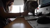 猫咪看见女主人在工作，爬上桌子想让主人跟它玩，主人的举动暖心