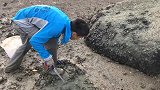 小泉今天去礁石区赶海，大海螺都成窝了，小泉抓得特起劲