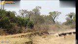 7头狮子挑战100头水牛，雄狮从5只猎豹手中救出小黑斑羚