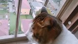 猫咪跑来望风，不超过30秒拔腿就跑：太冷啦！烤火去咯真搞笑