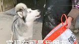 为了一条鱼二哈竟然跟主人翻脸了，看完都别笑